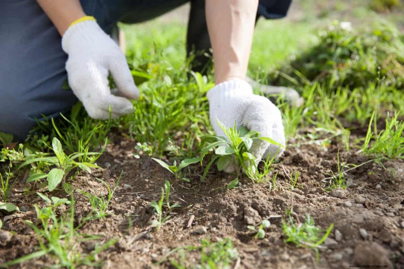 Mixing Roundup & Diesel Fuel: Risks & Precautions