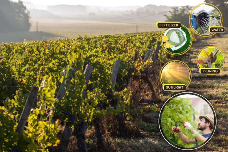 Growing Grapevines from Grapes: A Step-by-Step Guide