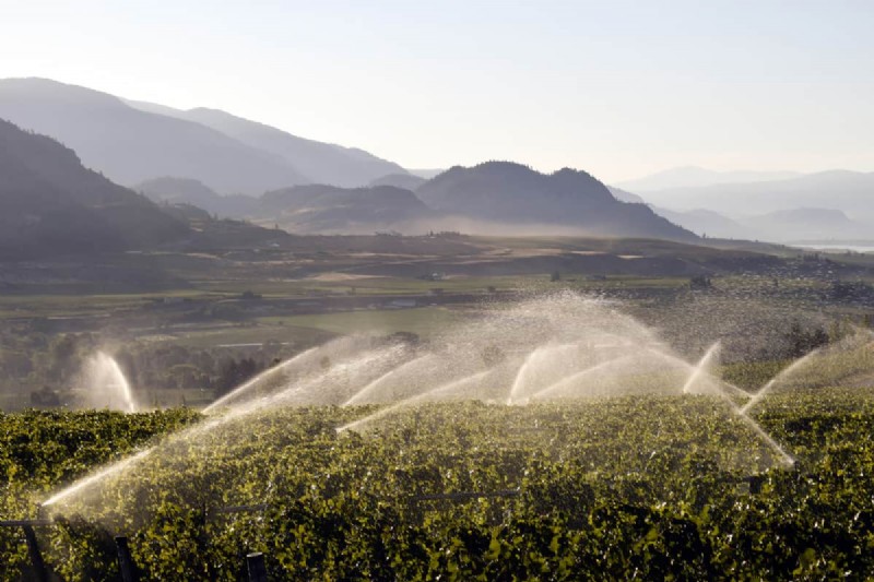 Growing Grapevines from Grapes: A Step-by-Step Guide
