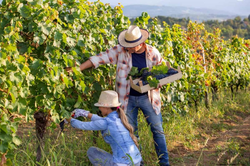 Growing Grapevines from Grapes: A Step-by-Step Guide