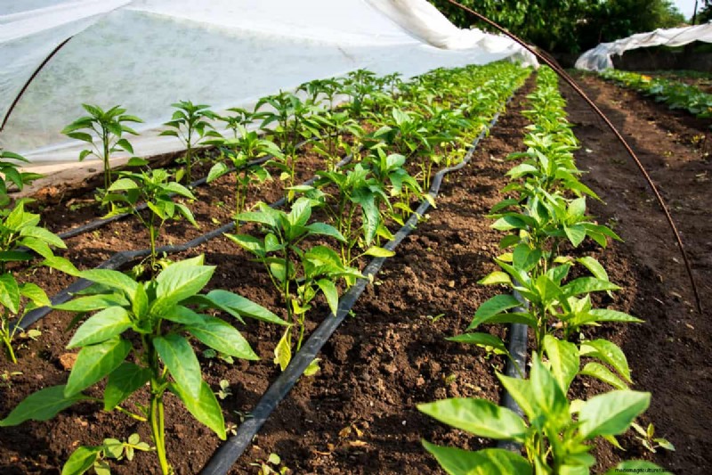 Fixing Leaky Drip Irrigation Lines: Causes & Solutions