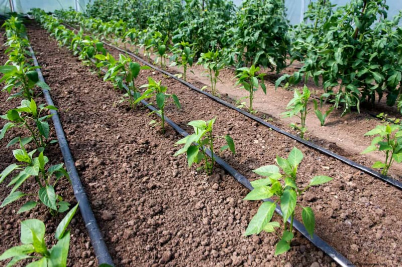 Fixing Leaky Drip Irrigation Lines: Causes & Solutions