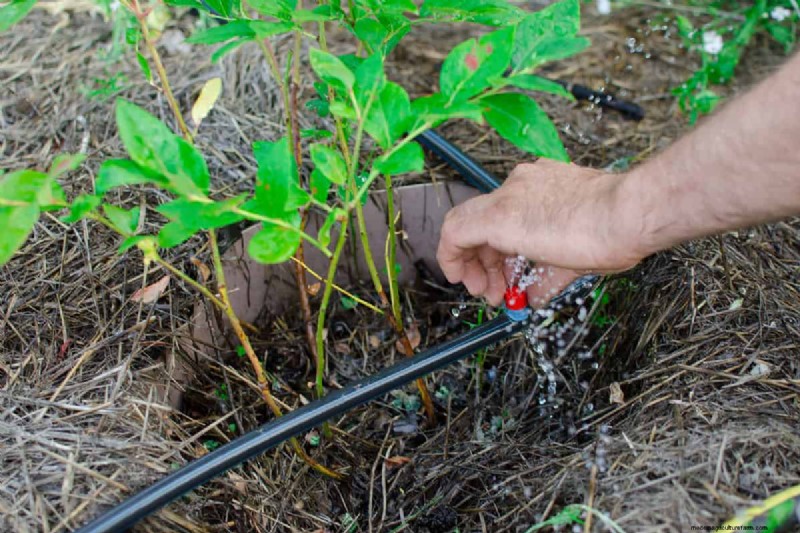 Fixing Leaky Drip Irrigation Lines: Causes & Solutions