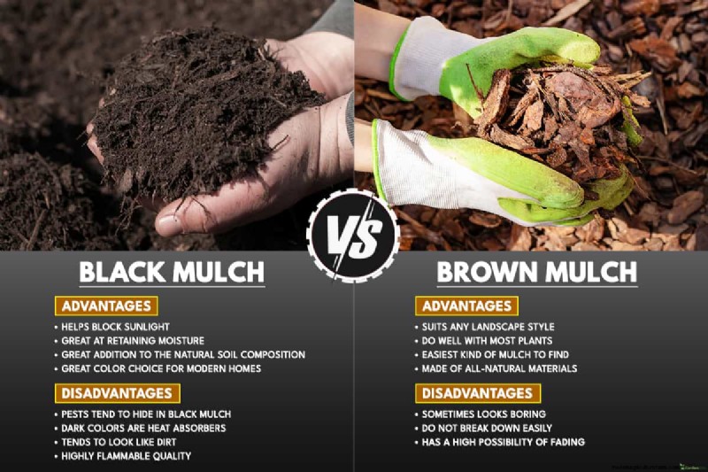 Black vs. Brown Mulch: A Comprehensive Comparison for Your Garden