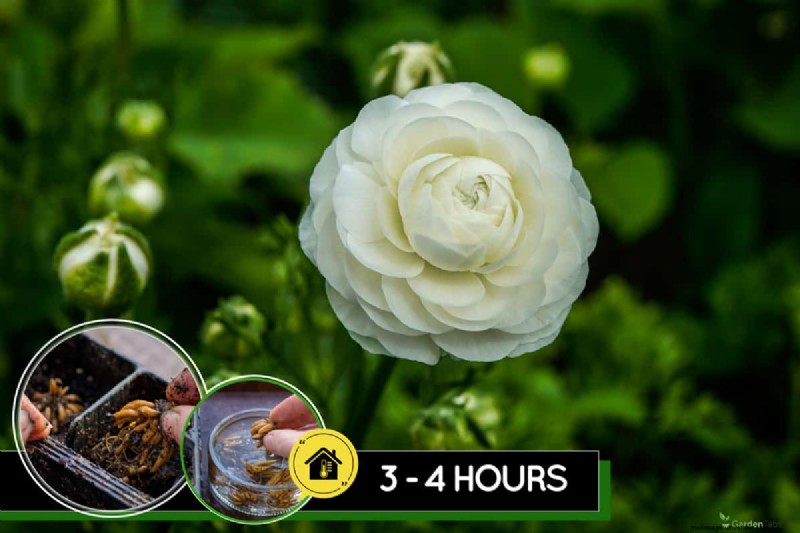 Planting Ranunculus Corms: A Complete Guide for Stunning Blooms
