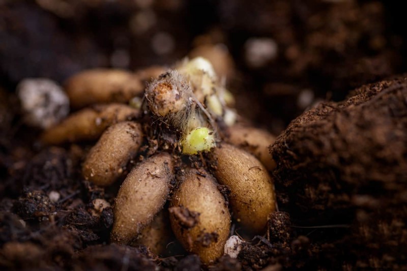 Planting Ranunculus Corms: A Complete Guide for Stunning Blooms