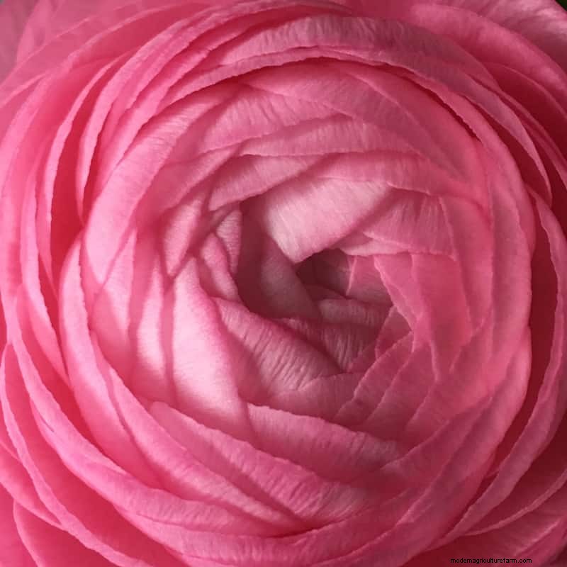 Planting Ranunculus Corms: A Complete Guide for Stunning Blooms