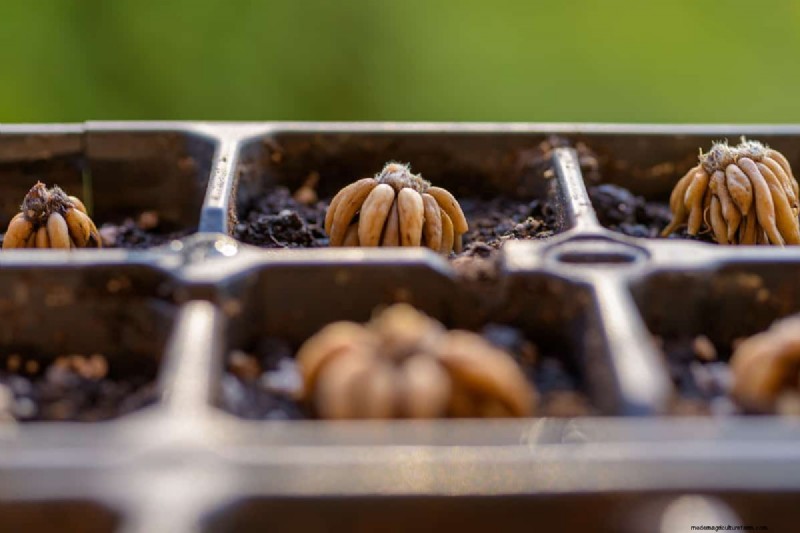 Planting Ranunculus Corms: A Complete Guide for Stunning Blooms