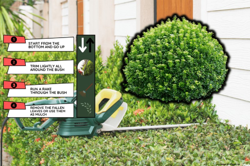 Mastering Bush Shaping: A Comprehensive Guide to Hedge Trimmers