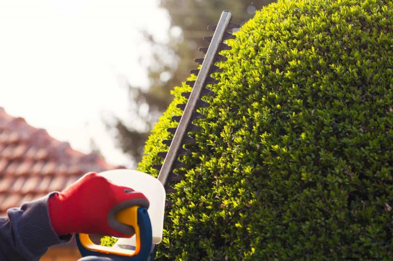 Mastering Bush Shaping: A Comprehensive Guide to Hedge Trimmers
