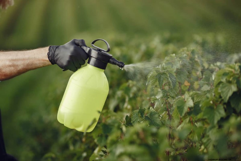Effective Herbicides for Creeping Charlie Without Damaging Your Lawn