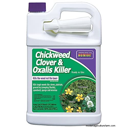 Effective Herbicides for Creeping Charlie Without Damaging Your Lawn