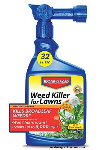Effective Herbicides for Creeping Charlie Without Damaging Your Lawn