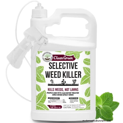 Effective Herbicides for Creeping Charlie Without Damaging Your Lawn