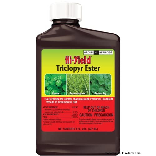 Effective Herbicides for Creeping Charlie Without Damaging Your Lawn