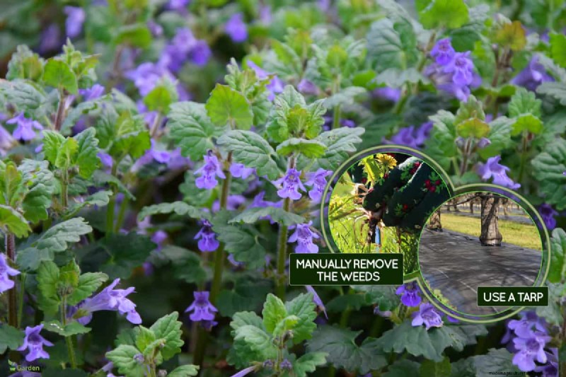 Effective Herbicides for Creeping Charlie Without Damaging Your Lawn