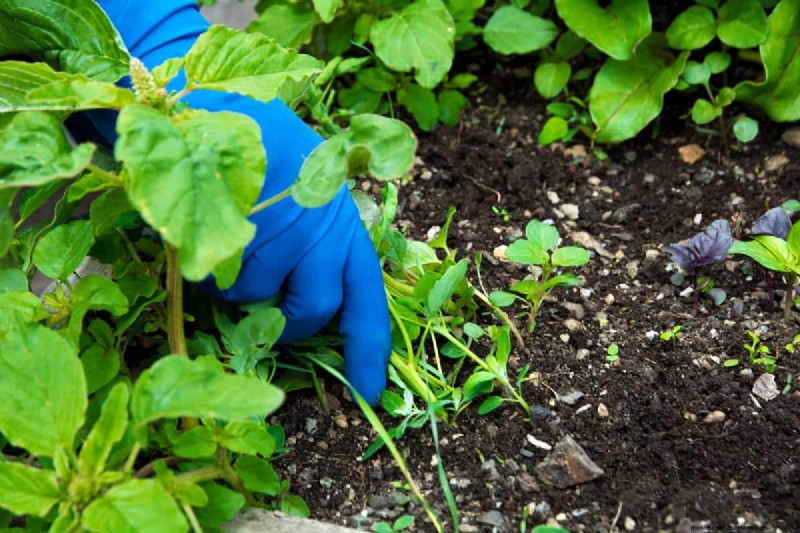 Effective Herbicides for Creeping Charlie Without Damaging Your Lawn