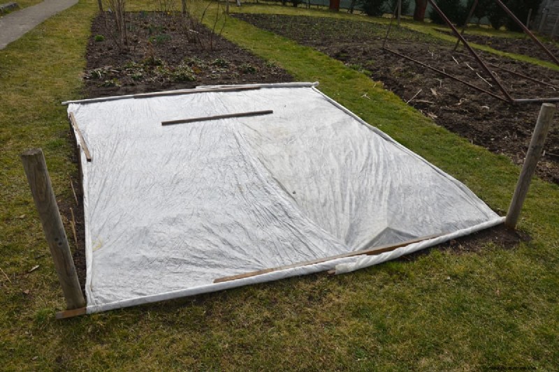 Effective Herbicides for Creeping Charlie Without Damaging Your Lawn