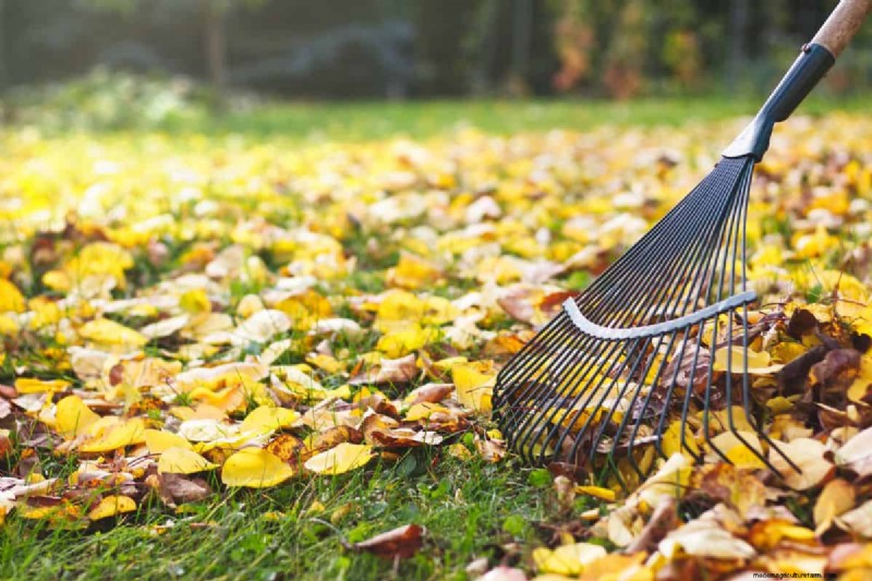 Bow Rake vs. Leaf Rake: Which is Right for Your Yard?