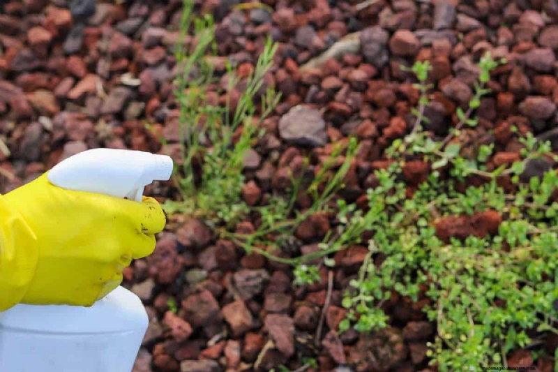 Roundup 365 vs. Extended Control: Key Differences & Weed Prevention