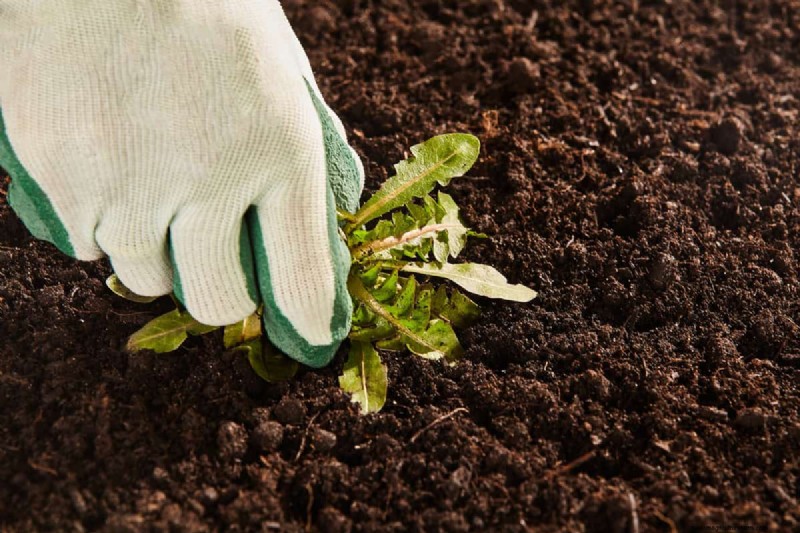 Roundup 365 vs. Extended Control: Key Differences & Weed Prevention