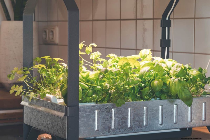 Aerogarden Red Light Issue: Troubleshooting & Water Level