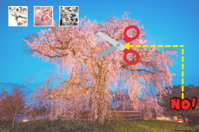 Pruning Weeping Cherry Trees: Should You Cut the Top?