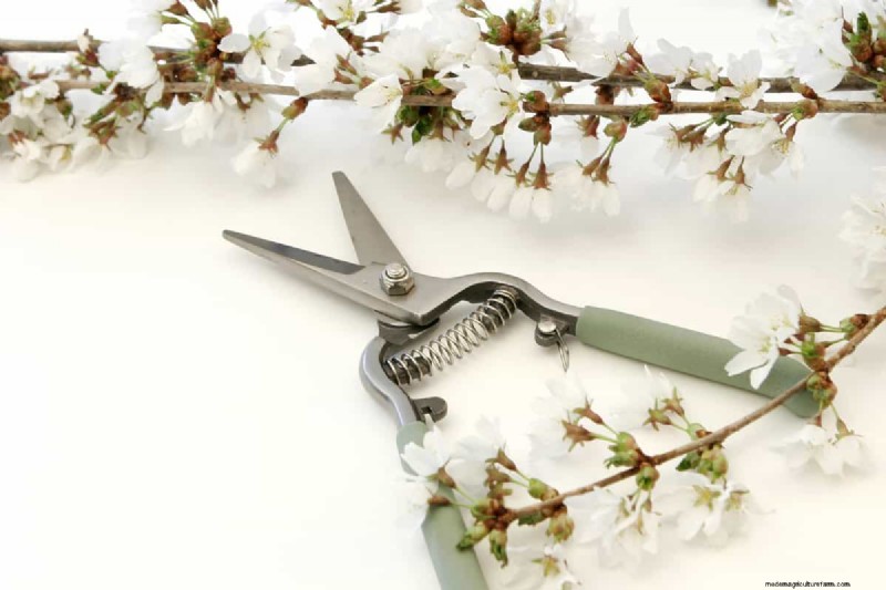 Pruning Weeping Cherry Trees: Should You Cut the Top?