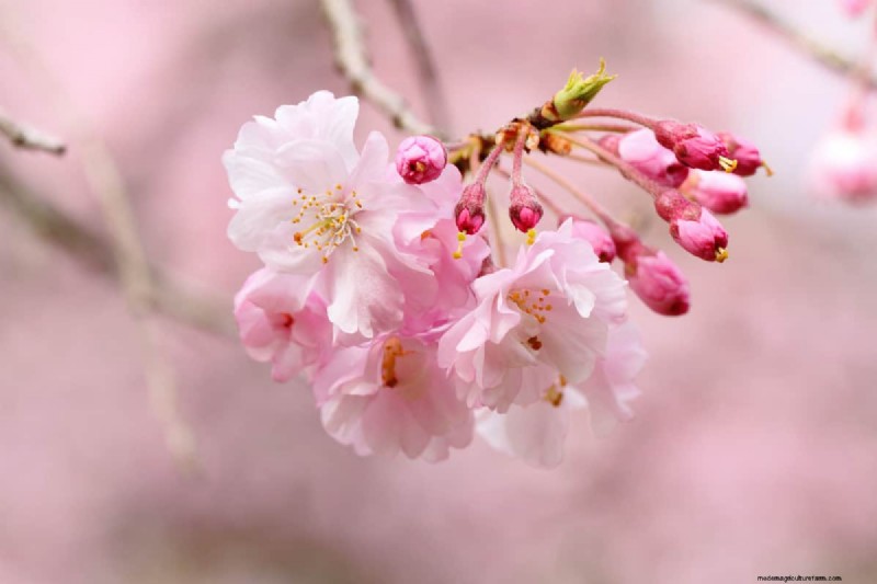 Pruning Weeping Cherry Trees: Should You Cut the Top?