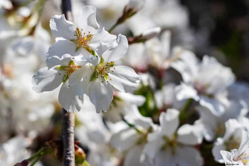 Pruning Weeping Cherry Trees: Should You Cut the Top?
