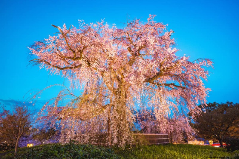 Pruning Weeping Cherry Trees: Should You Cut the Top?