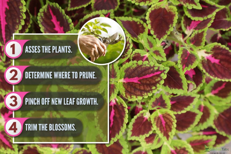 Achieve Bushy Coleus: A Step-by-Step Guide to Vibrant Foliage