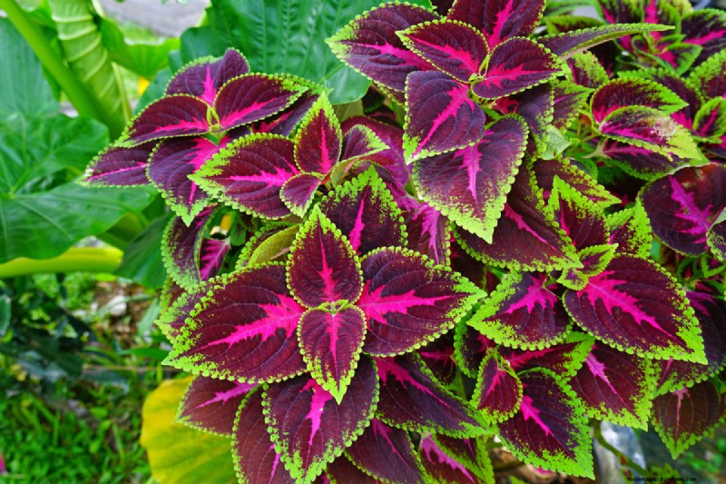 Achieve Bushy Coleus: A Step-by-Step Guide to Vibrant Foliage