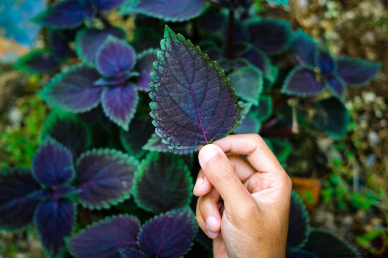 Achieve Bushy Coleus: A Step-by-Step Guide to Vibrant Foliage