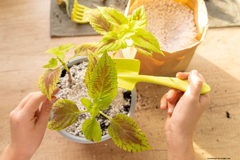 Achieve Bushy Coleus: A Step-by-Step Guide to Vibrant Foliage