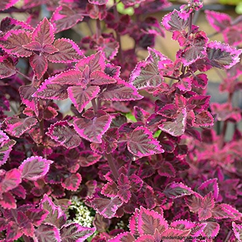 Achieve Bushy Coleus: A Step-by-Step Guide to Vibrant Foliage