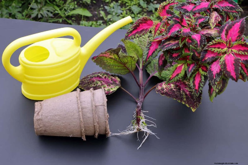 Achieve Bushy Coleus: A Step-by-Step Guide to Vibrant Foliage