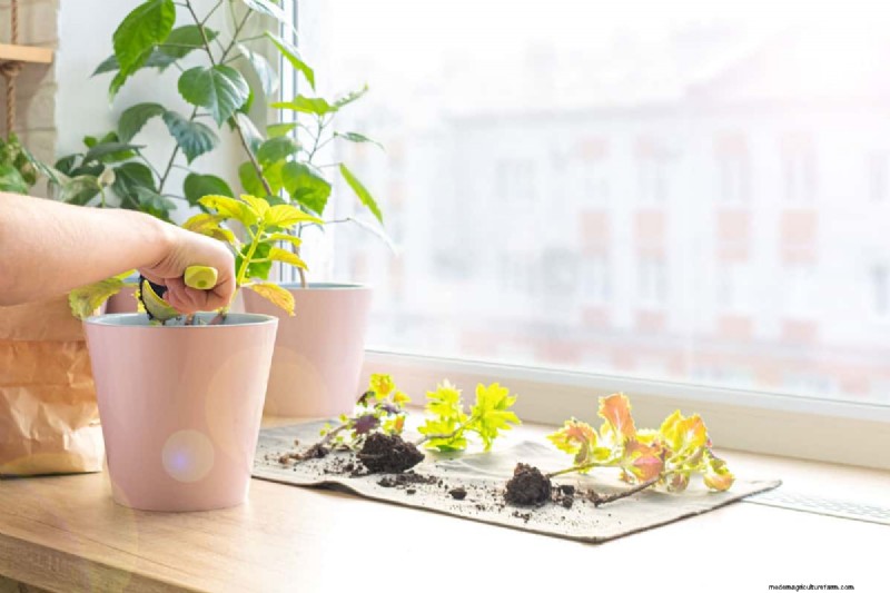 Achieve Bushy Coleus: A Step-by-Step Guide to Vibrant Foliage
