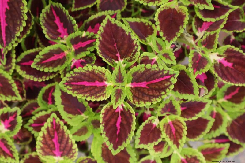 Achieve Bushy Coleus: A Step-by-Step Guide to Vibrant Foliage