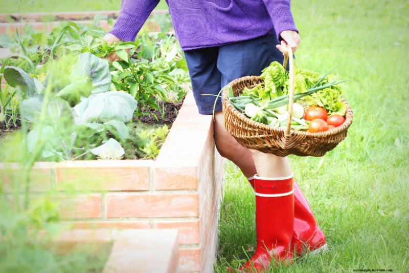 Pallet Raised Bed Lifespan: How Long Do They Really Last?
