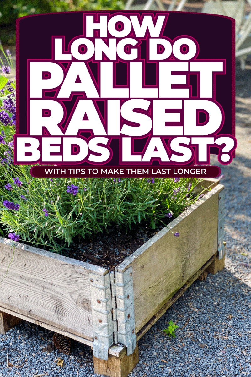 Pallet Raised Bed Lifespan: How Long Do They Really Last?