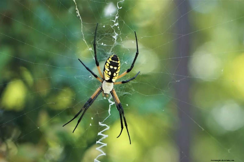 Garden Spiders: Are They Dangerous to Humans & Pets? (Bites & Venom)