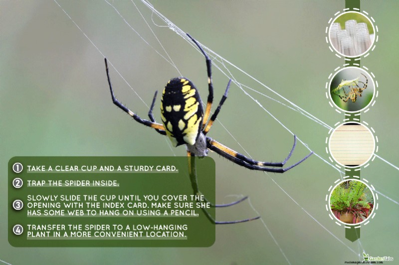 Garden Spiders: Are They Dangerous to Humans & Pets? (Bites & Venom)