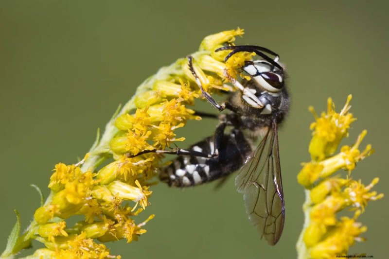Garden Spiders: Are They Dangerous to Humans & Pets? (Bites & Venom)