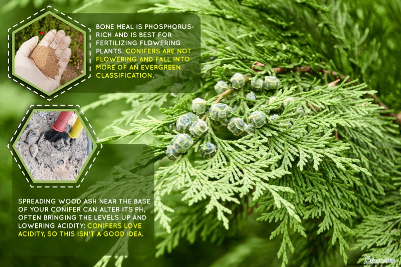 Bone Meal & Wood Ash for Conifers: Benefits & Alternatives