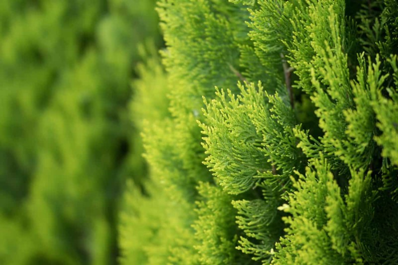 Bone Meal & Wood Ash for Conifers: Benefits & Alternatives