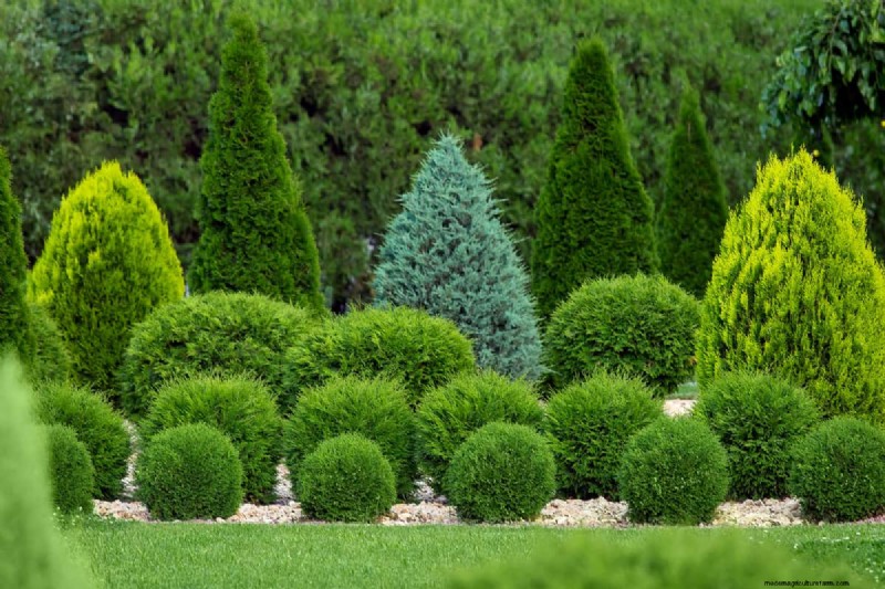 Bone Meal & Wood Ash for Conifers: Benefits & Alternatives