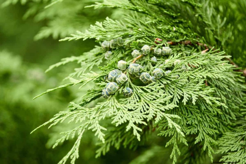 Bone Meal & Wood Ash for Conifers: Benefits & Alternatives