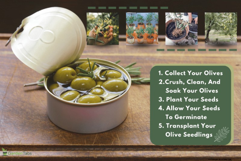 Growing Olive Trees: Can You Use Store-Bought Olives?