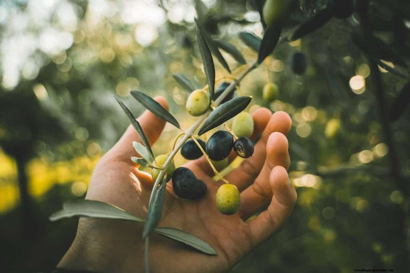 Growing Olive Trees: Can You Use Store-Bought Olives?
